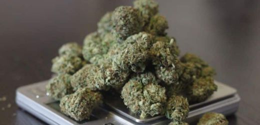 Premium SPECIAL OFFERS at Mr Weed dispensary Pattaya